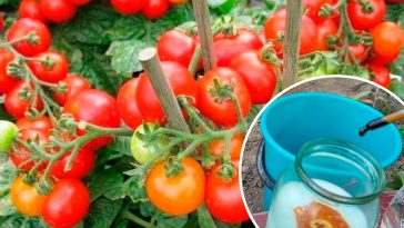 Дедовский эликсир для помидоров: кусты растут, как на дрожжах!