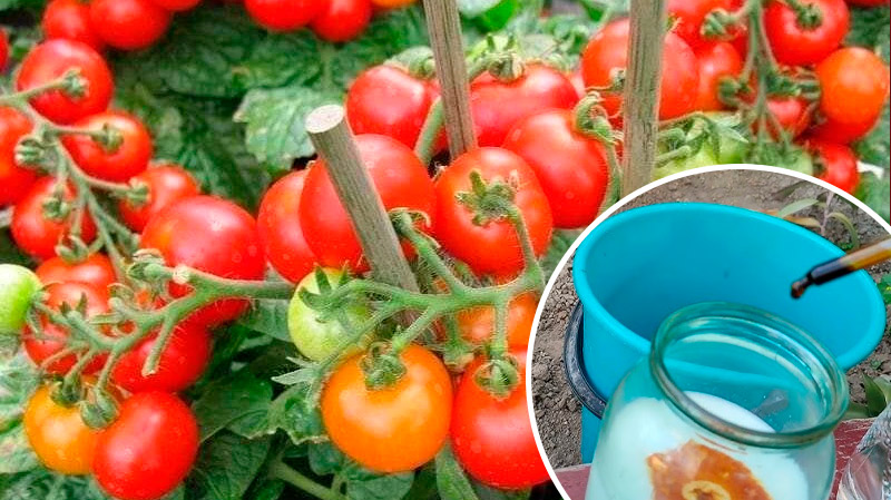Дедовский эликсир для помидоров: кусты растут, как на дрожжах!