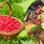 В июле желтеет и сохнет малина? Вот что нужно делать, чтобы спасти урожай