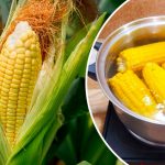 Как вкусно сварить молодую кукурузу: секрет нежности и аромата 14 Как вкусно сварить молодую кукурузу: секрет нежности и аромата