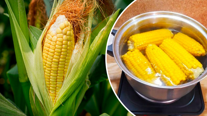 Как вкусно сварить молодую кукурузу: секрет нежности и аромата