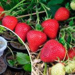 Укореняем усы клубники без вреда для куста: простой способ для щедрого урожая