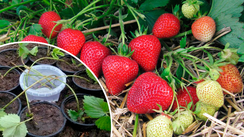 Укореняем усы клубники без вреда для куста: простой способ для щедрого урожая