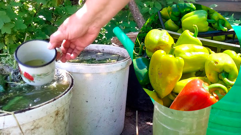 Подкормка перцев без химии — только натуральные средства!