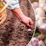Чеснок в августе? Да, и вот почему!