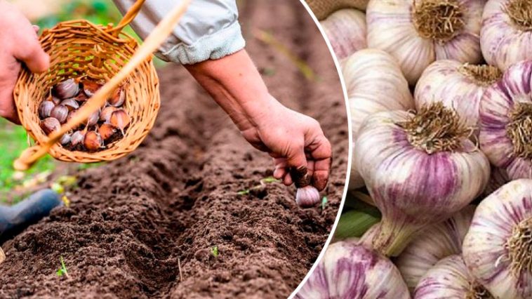 Чеснок в августе? Да, и вот почему!