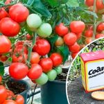 Бабушкин совет: сода — спасение для томатов! С каждого куста — ведро помидоров! 14 Бабушкин совет: сода — спасение для томатов! С каждого куста — ведро помидоров!