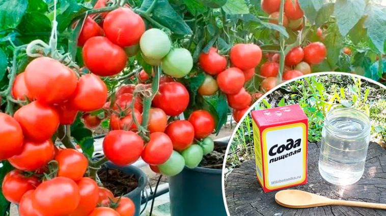 Бабушкин совет: сода — спасение для томатов! С каждого куста — ведро помидоров!