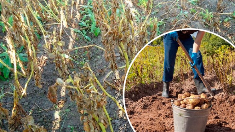 Когда копать картошку, если ботва уже засохла?