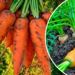 Как избежать позеленения моркови: советы для сладкого и сочного урожая 13 Как избежать позеленения моркови: советы для сладкого и сочного урожая