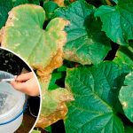 Как спасти пожелтевшие листья огурцов за 3 дня — без химии! Рабочий дедовский способ 14 Как спасти пожелтевшие листья огурцов за 3 дня — без химии! Рабочий дедовский способ