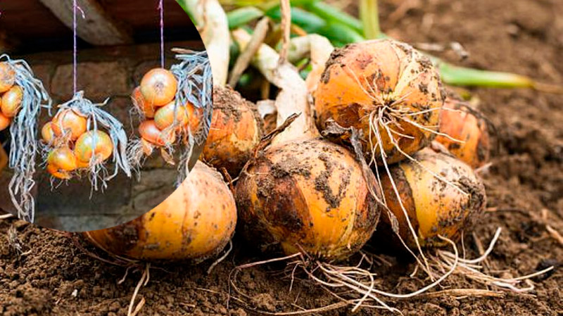 Сделайте это вовремя — и лук долежит до весны!