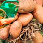 Ещё не поздно! Подкормка картофеля в июле — залог богатого урожая