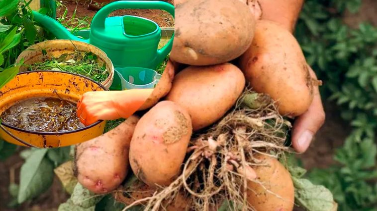 Ещё не поздно! Подкормка картофеля в июле — залог богатого урожая