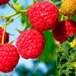 Горчица — природный щит для малины. Чем она полезна и как её правильно сеять