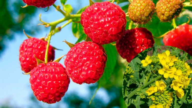 Горчица — природный щит для малины. Чем она полезна и как её правильно сеять