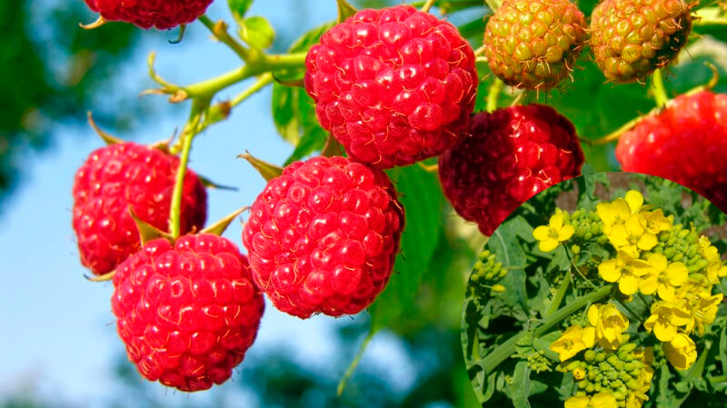 Горчица — природный щит для малины. Чем она полезна и как её правильно сеять