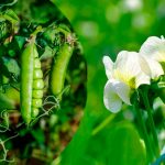 Рассказываю, когда сею горох на второй урожай — вкус получается даже лучше, чем весной!