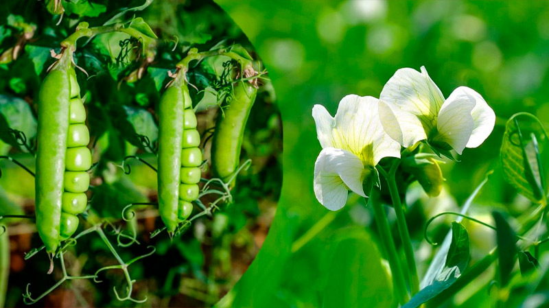 Рассказываю, когда сею горох на второй урожай — вкус получается даже лучше, чем весной!