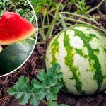 Секрет сладких арбузов: три удобрения, которые дают отличный урожай