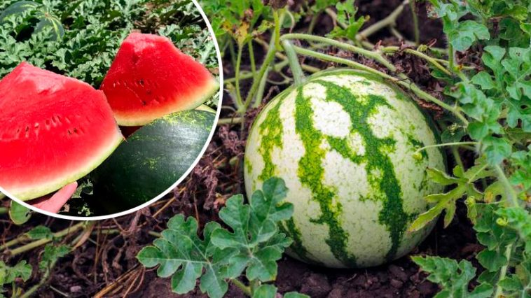 Секрет сладких арбузов: три удобрения, которые дают отличный урожай