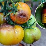 Как приготовить эффективное средство от фитофтороза для помидоров: два проверенных рецепта с йодом 15 Как приготовить эффективное средство от фитофтороза для помидоров: два проверенных рецепта с йодом