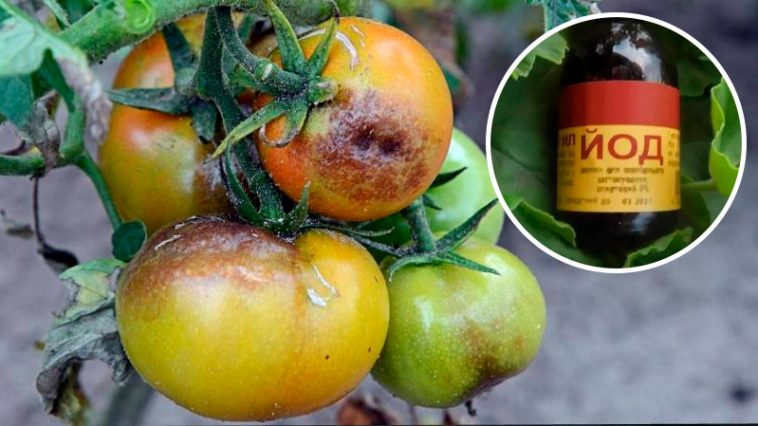 Как приготовить эффективное средство от фитофтороза для помидоров: два проверенных рецепта с йодом