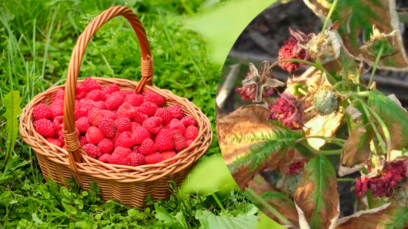 В июле желтеет и сохнет малина? Вот что нужно делать, чтобы спасти урожай