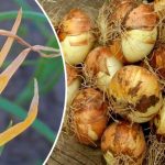 Почему желтеет перо лука и как спасти урожай — проверенные советы 14 Почему желтеет перо лука и как спасти урожай — проверенные советы