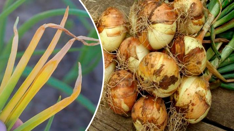 Почему желтеет перо лука и как спасти урожай — проверенные советы