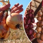 Как сохранить лук до весны: советы, проверенные временем 13 Как сохранить лук до весны: советы, проверенные временем