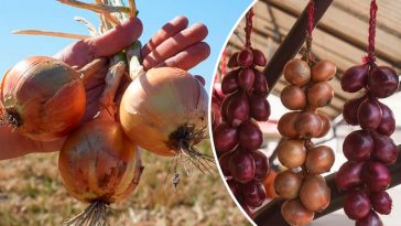 Как сохранить лук до весны: советы, проверенные временем