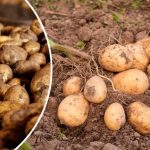 Как уберечь картошку в погребе: защита от фитофторы, парши и гнили