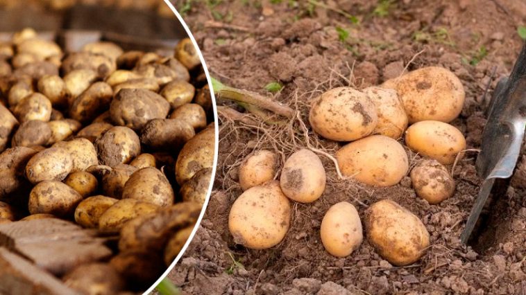 Как уберечь картошку в погребе: защита от фитофторы, парши и гнили