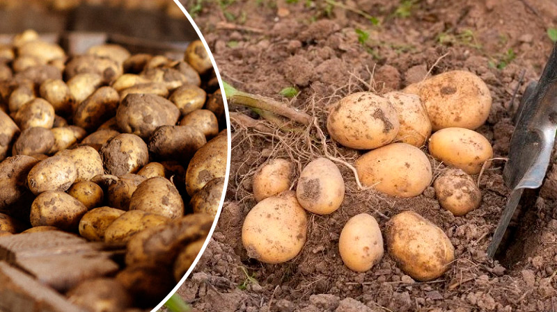 Как уберечь картошку в погребе: защита от фитофторы, парши и гнили