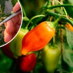 🌶 Перец остановился в росте? Оживите его бором — эффект поразит! 13 krug 13