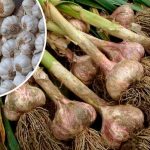 Всю жизнь сушу только так! Как правильно сушить чеснок, чтобы он не портился до весны: 7 главных правил