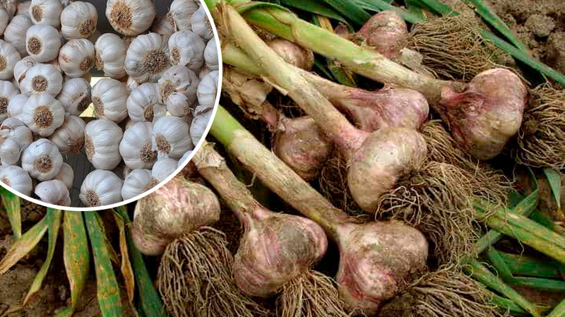 Всю жизнь сушу только так! Как правильно сушить чеснок, чтобы он не портился до весны: 7 главных правил