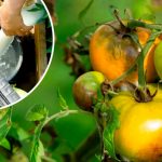 Кефир — натуральная защита от фитофтороза! Возьмите на заметку!