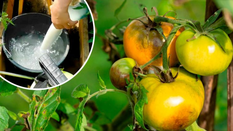 Кефир — натуральная защита от фитофтороза! Возьмите на заметку!