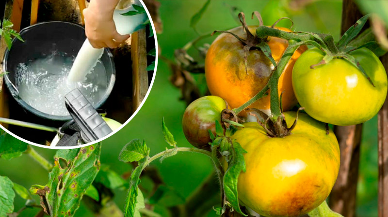 Кефир — натуральная защита от фитофтороза! Возьмите на заметку!