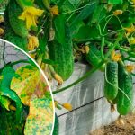 Как спасти огурцы от жёлтых пятен на листьях — простой и проверенный способ!