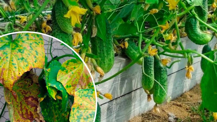 Как спасти огурцы от жёлтых пятен на листьях — простой и проверенный способ!