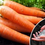 Один стакан на 5 литров воды — так удобряют морковь с 1 по 20 июля, чтобы урожай был богатым и сладким 14 Один стакан на 5 литров воды — так удобряют морковь с 1 по 20 июля, чтобы урожай был богатым и сладким