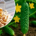 Какие огурцы можно сеять в июле — советы от дачников