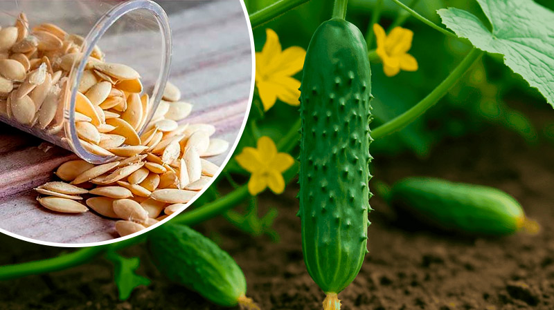 Какие огурцы можно сеять в июле — советы от дачников