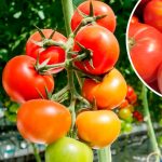 Что делать, если помидоры трескаются от плодоножки — настоящая причина и как её устранить 13 Что делать, если помидоры трескаются от плодоножки — настоящая причина и как её устранить