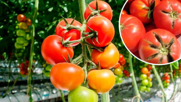 Что делать, если помидоры трескаются от плодоножки — настоящая причина и как её устранить