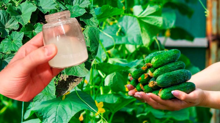 Подкормка огурцов в июле: как получить щедрый урожай