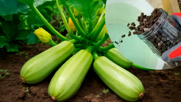 После такого удобрения кабачки не остановить: урожай — до самых заморозков!